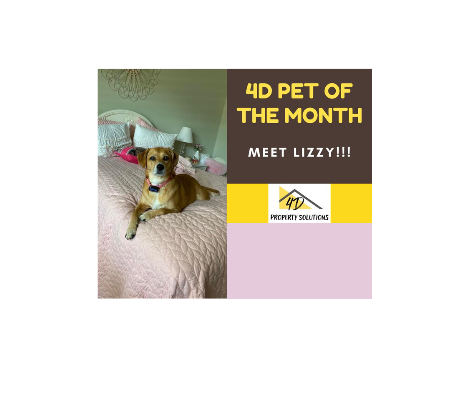 December Pet of the Month! Congrats Lizzy!